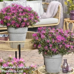Azalea 'Starstyle Lilac' -Garden Central Sales Store starlilac7