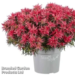 Azalea 'Starstyle Pink' -Garden Central Sales Store starpink