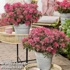 Azalea 'Starstyle Pink' -Garden Central Sales Store starpink5