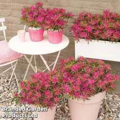 Azalea 'Starstyle Pink' -Garden Central Sales Store starpink7