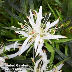Azalea 'Starstyle White' -Garden Central Sales Store starwhite2