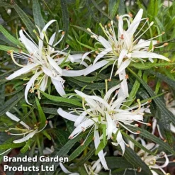 Azalea 'Starstyle White' -Garden Central Sales Store starwhite3