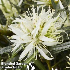 Azalea 'Starstyle White' -Garden Central Sales Store starwhite4