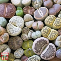 Houseplant Seed Collection 11 Houseplant Seed Collection -Garden Central Sales Store stone