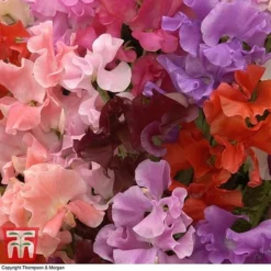 Sweet Pea 'Sweet Dreams Mixed' -Garden Central Sales Store swee p86837 D1