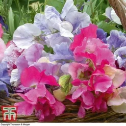 Sweet Pea 'Sweet Dreams Mixed' -Garden Central Sales Store swee p86837 E