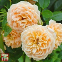 Rose 'Sweetie' (Patio Rose Standard) -Garden Central Sales Store sweet31