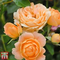 Rose 'Sweetie' (Patio Rose Standard) -Garden Central Sales Store sweet5