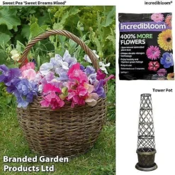 Sweet Pea 'Sweet Dreams Mixed' -Garden Central Sales Store sweetpea website image