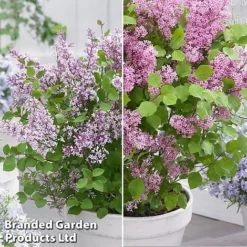 Syringa Flowerfesta® Duo -Garden Central Sales Store syri duo3