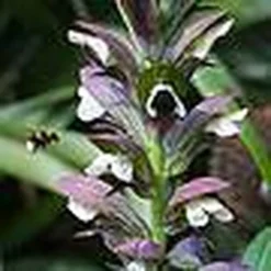 Acanthus Spinosus -Garden Central Sales Store t ACAN T58284 B h