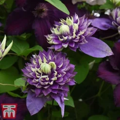 Clematis Florida 'Taiga' -Garden Central Sales Store taig4