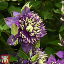 Clematis Florida 'Taiga' -Garden Central Sales Store taiga