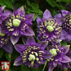 Clematis Florida 'Taiga' -Garden Central Sales Store taiga3