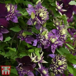 Clematis Florida 'Taiga' -Garden Central Sales Store taiga6