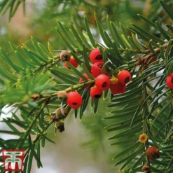 Taxus Baccata -Garden Central Sales Store taxu baca5