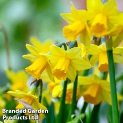 Bulb Bonanza Collection -Garden Central Sales Store tete