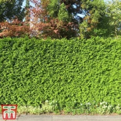 Thuja Occidentalis 'Brabant' -Garden Central Sales Store thujab