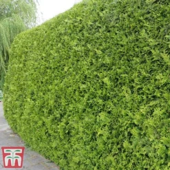 Thuja Occidentalis 'Brabant' -Garden Central Sales Store thujac