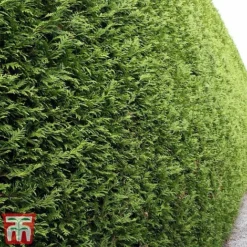 Thuja Occidentalis 'Brabant' -Garden Central Sales Store thujad