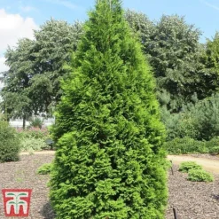 Thuja Occidentalis 'Brabant'