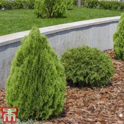 Thuja Occidentalis 'Brabant' -Garden Central Sales Store thujaf