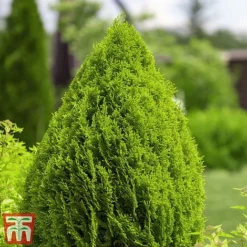Thuja Occidentalis 'Brabant' -Garden Central Sales Store thujah