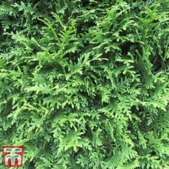 Thuja Occidentalis 'Brabant' -Garden Central Sales Store thujja