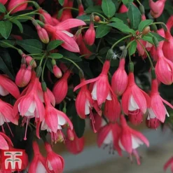 Fuchsia 'Lady Thumb' (Hardy) -Garden Central Sales Store thumb2
