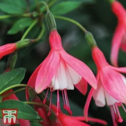 Fuchsia 'Lady Thumb' (Hardy)
