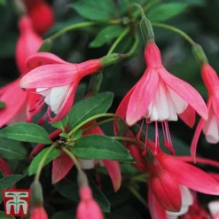 Fuchsia 'Lady Thumb' (Hardy) -Garden Central Sales Store thumb4