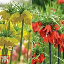 Fritillaria Imperialis Duo -Garden Central Sales Store tm duo