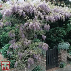 Wisteria Sinensis -Garden Central Sales Store tmw