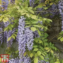 Wisteria Sinensis -Garden Central Sales Store tmw6