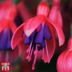 Fuchsia 'Tom Thumb' (Hardy) -Garden Central Sales Store tom