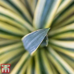 Cordyline Australis 'Torbay Dazzler' -Garden Central Sales Store torbay 2
