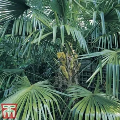 Trachycarpus Fortunei