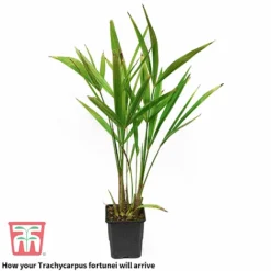 Trachycarpus Fortunei -Garden Central Sales Store trach 2