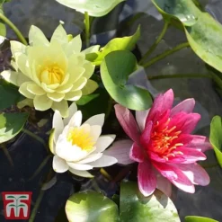 Water Lily Trio With A Pond Basket