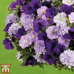 True Beauty Colour Themed Collection -Garden Central Sales Store truebeauty3