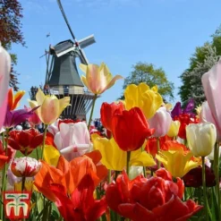 Tulip Delightfully Dutch Mix