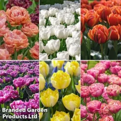 Tulip 'Royal Palace Doubles' Collection