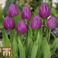 Tulip Patio Mix -Garden Central Sales Store tulip 2