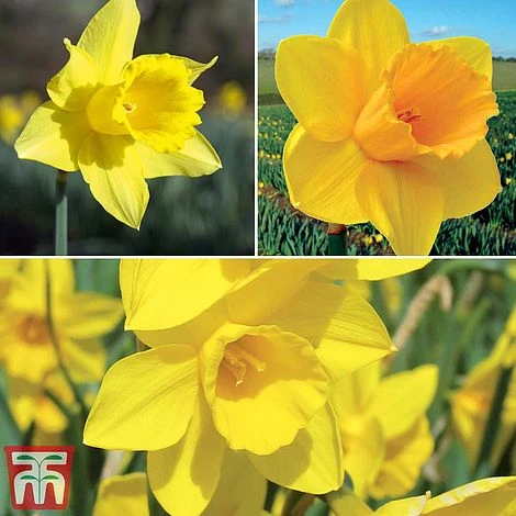 Narcissus 'Cornish Continuity Collection' 1 Narcissus 'Cornish Continuity Collection'