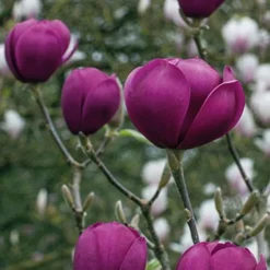 Magnolia 'Black Tulip' -Garden Central Sales Store tulip3