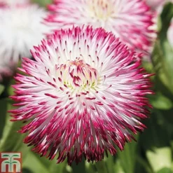 Ultimate Winter Bedding Collection -Garden Central Sales Store ult col WKC1594 C1