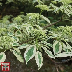 Cornus Controversa 'Variegata'