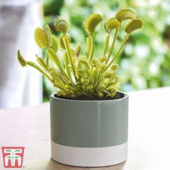 Carnivorous Plants Collection -Garden Central Sales Store venus