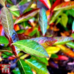 Viburnum Nudum 'Brandywine'