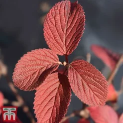 Viburnum Plicatum F. Tomentosum -Garden Central Sales Store vibu gran